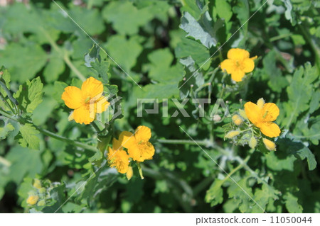 Flowers of Xasanow 11050044