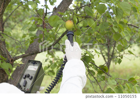 Measuring radiation levels of fruits Measuring radiation levels of fruits 11050155