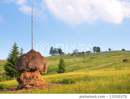 Summer mountain meadow 11050370