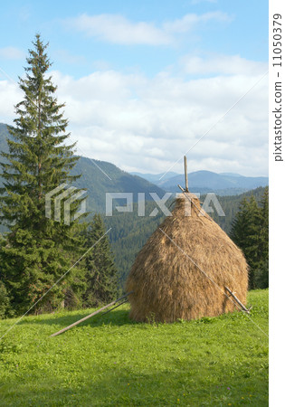 Summer mountain meadow 11050379