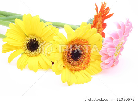 雛菊 雛菊 11050675