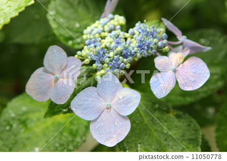 hydrangea hydrangea 11050778