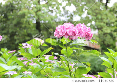 hydrangea hydrangea 11050780