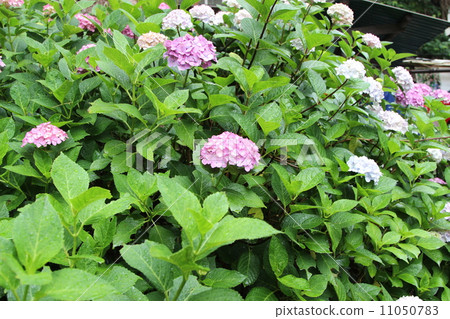 hydrangea hydrangea 11050783