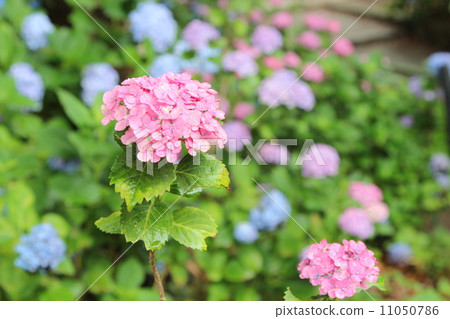 hydrangea hydrangea 11050786