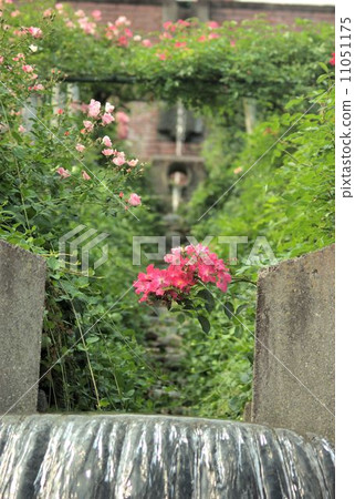 Rose and waterfall at Hayamayama Botanical Garden 11051175