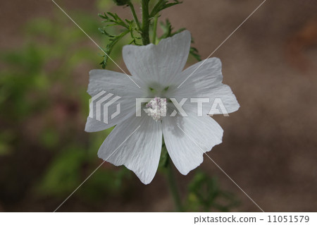 麝香的藍色章魚 11051579