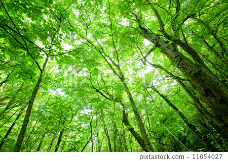 Okusease Valley 07 Okusease Valley 07 11054027