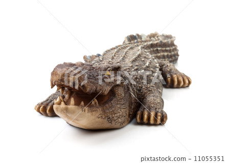 Wildlife crocodile open mouth 11055351