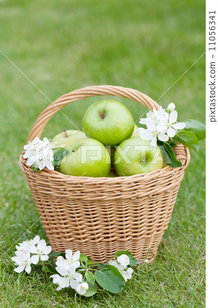 Ripe green apples in basket Ripe green apples in basket 11056341