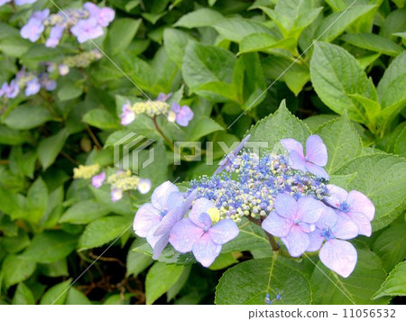  繡球花 11056532