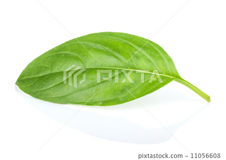 Fresh basil 11056608