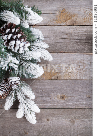 Fir tree on wooden board 11056981