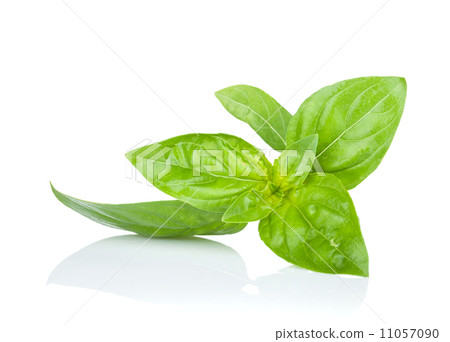Fresh basil 11057090