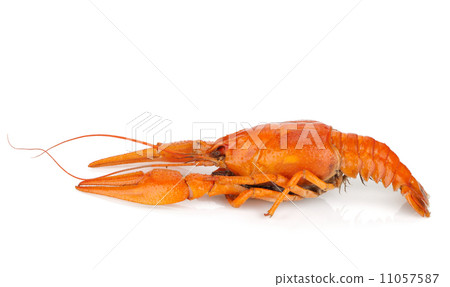 Boiled crayfish 11057587