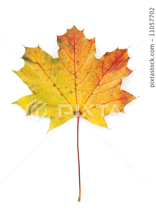 Colorful autumn maple leaf Colorful autumn maple leaf 11057702