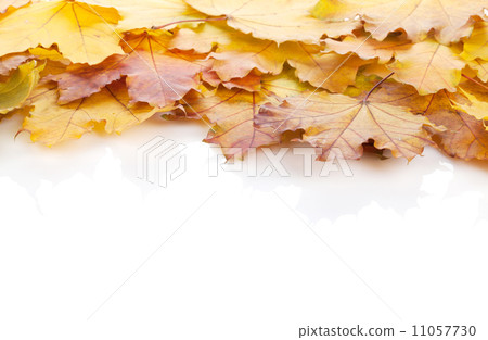 Colorful autumn maple leaves frame Colorful autumn maple leaves frame 11057730