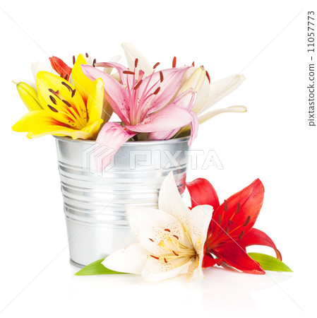 Colorful lily flowers in bucket 11057773