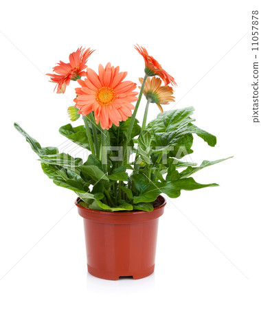 Gerbera in flowerpot 11057878