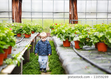 Little boy in greenhouse with geranium flowers Little boy in greenhouse with geranium flowers 11059289
