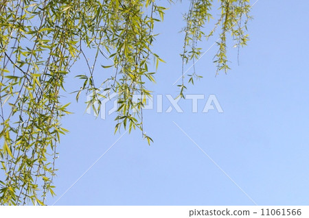 Fresh green shimane willow Fresh green shimane willow 11061566