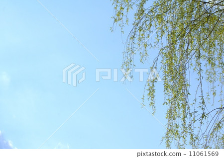 Fresh green shimane willow 11061569