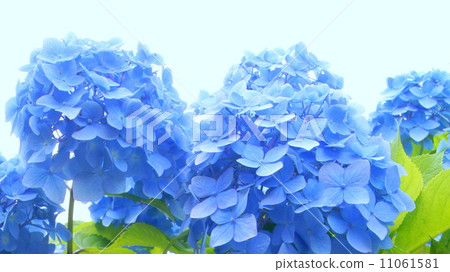 16: 9 Fresh Blue! Hydrangea season 16: 9 Fresh Blue! Hydrangea season 11061581