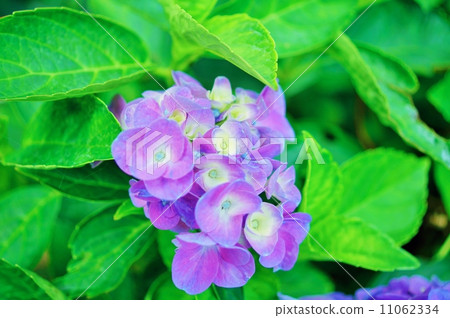 Hydrangea flower language: change Moving Hydrangea macrophylla Hydrangea flower language: change Moving Hydrangea macrophylla 11062334