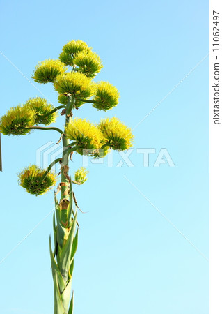 Agave / Ferrox 11062497