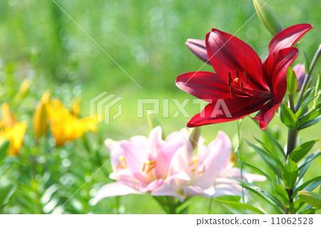 百合 百合 11062528