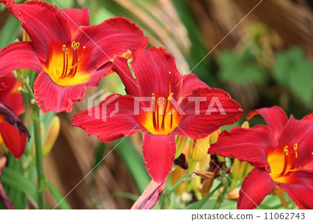 Hemelocalis花 Hemelocalis花 11062743