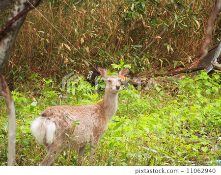 梅花鹿 11062940