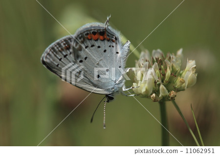 生物昆蟲燕尾（雄性），蜂蠟用白布① 11062951