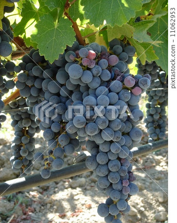 葡萄葡萄 11062953