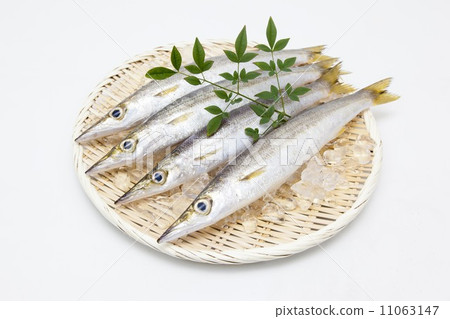 Camasu (red) 11063147