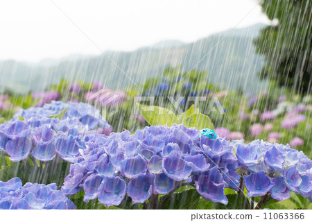 Hydrangea 6 on rainy day 6 11063366