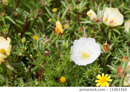 松田牡丹 松田牡丹 11063368