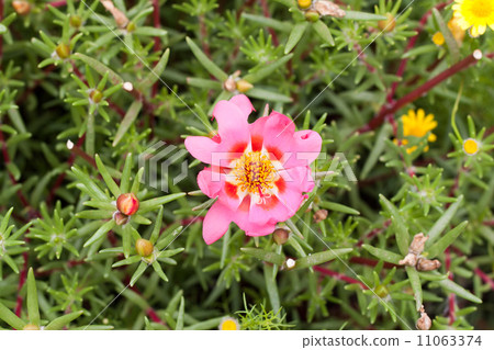 松田牡丹 松田牡丹 11063374