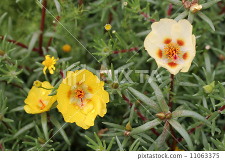 松田牡丹 11063375