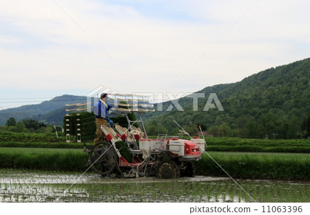 Rice planting Rice planting 11063396