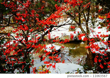 Nan Ten Flower language: Good family Nandina domestica Nan Ten Flower language: Good family Nandina domestica 11063567