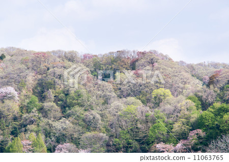 Spring mountains 11063765