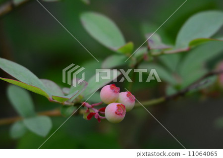 blueberry 11064065