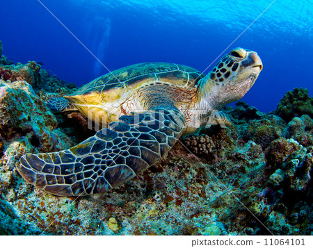 海龜 海龜 11064101