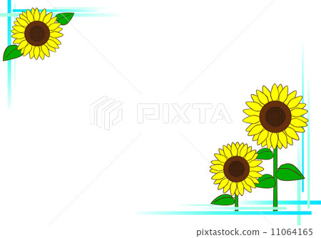 Frame of big sunflower flowers blooming in summer 11064165