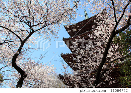 Cherry Blossoms Cherry Blossoms 11064722