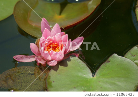 睡蓮 睡蓮 11065423