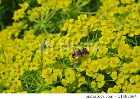 在大戟屬的蜂 11065664