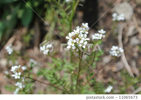 Michi Tanetsukepana of the mountain path 11065673