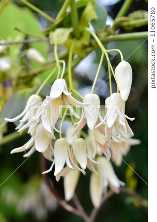 Mube花 11065780
